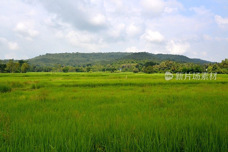 泰国Isan Nang Rong地区Phanom Rung死火山下的稻田